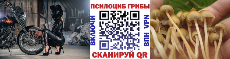 Псилоцибиновые грибы мицелий  цены наркотик  Городище 